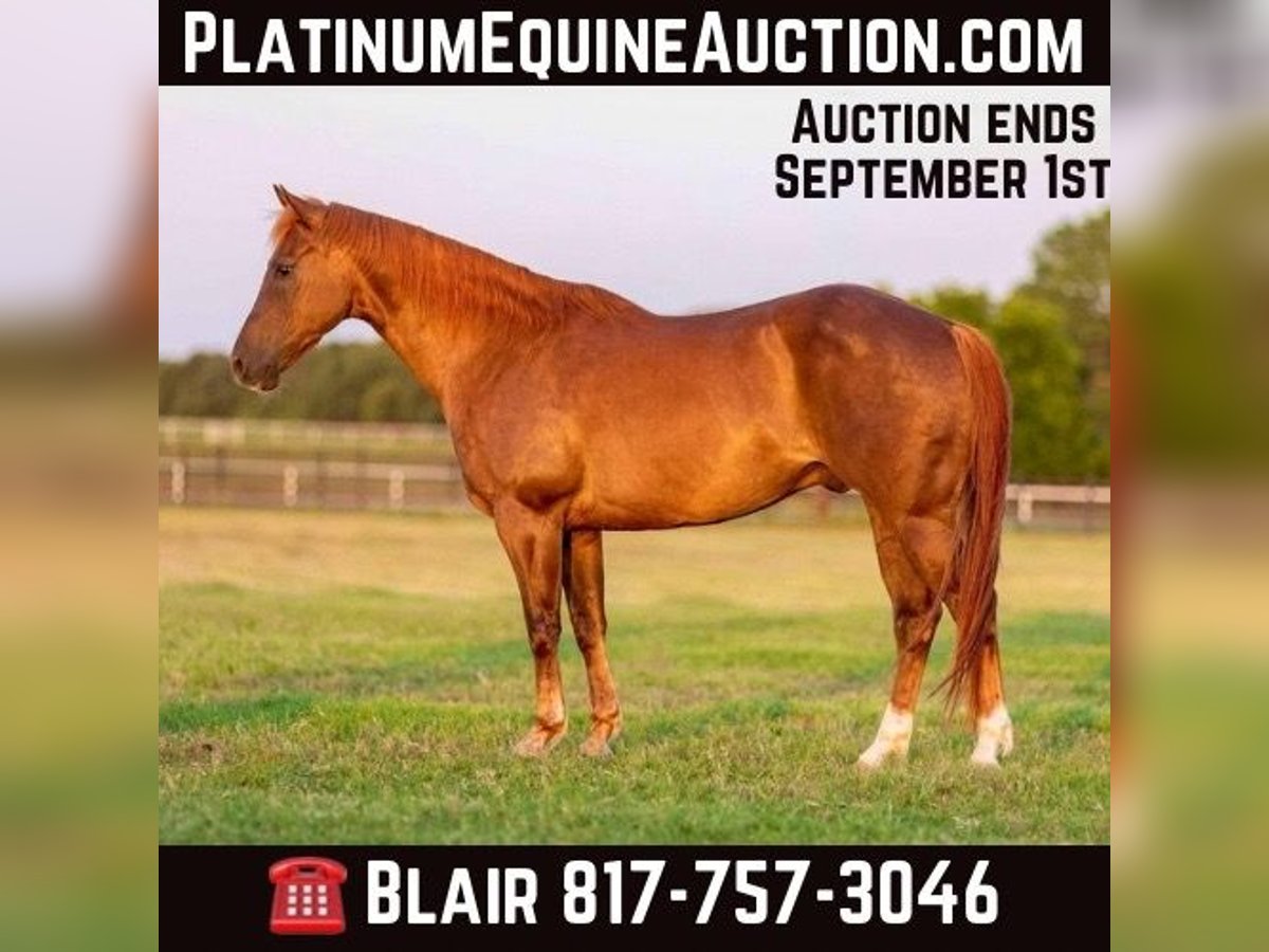 American Quarter Horse Gelding 12 years Chestnut in Weatherford TX