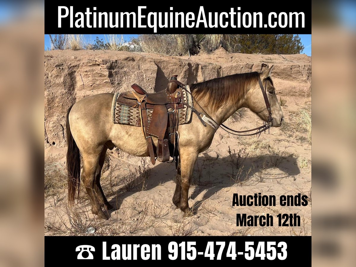 American Quarter Horse Gelding 12 years Dun in El PaSo TX