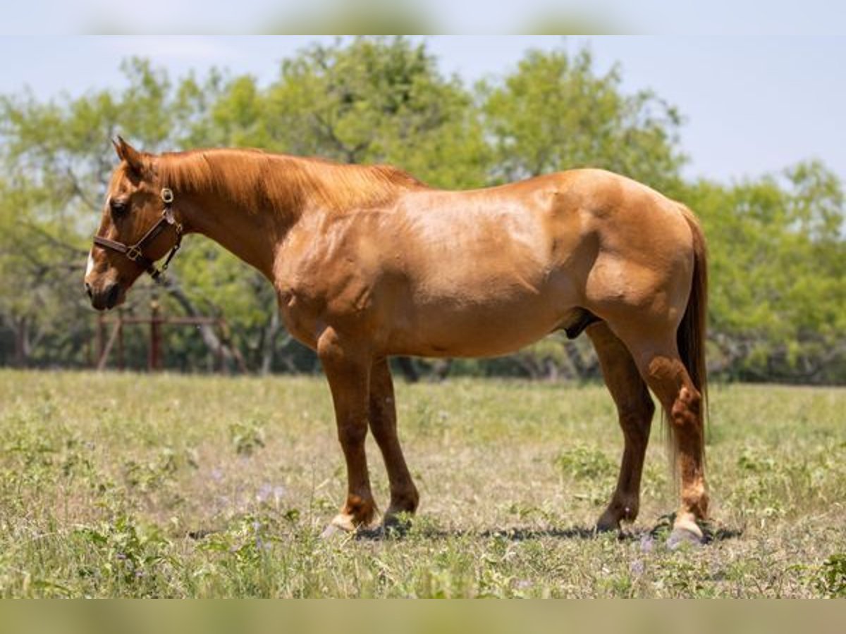 American Quarter Horse Gelding 12 years Dun in Wichita Falls