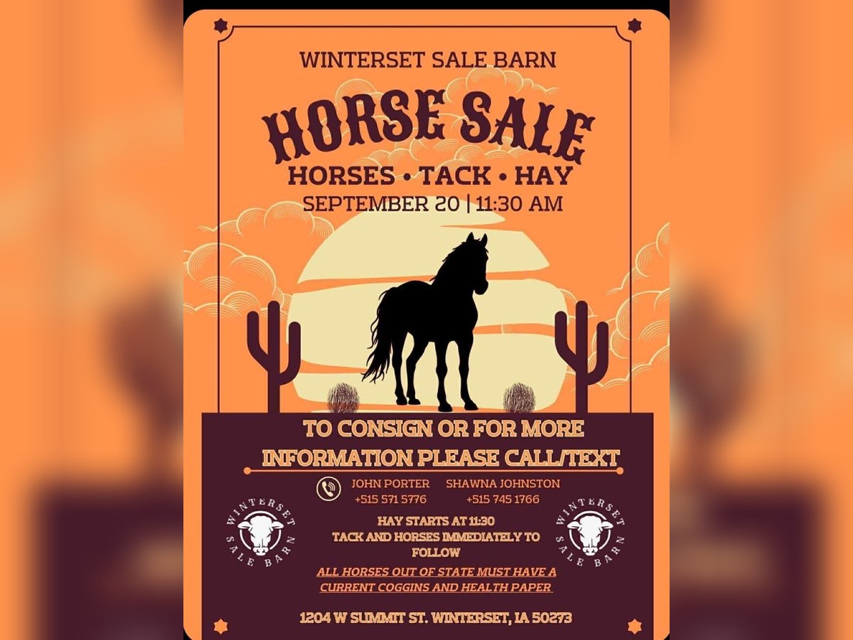 American Quarter Horse Gelding 12 years in Winterset