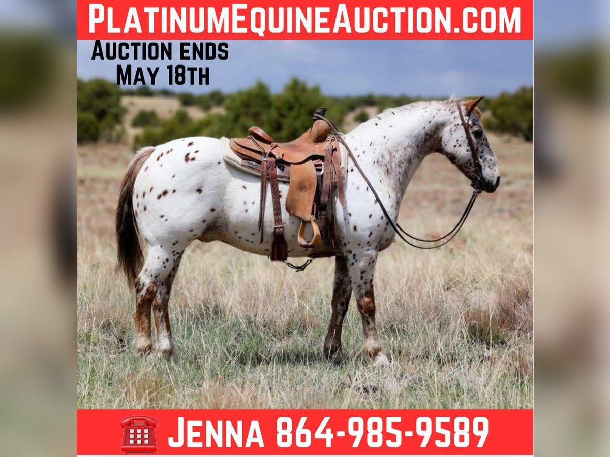 American Quarter Horse Gelding 13 years 14,2 hh Roan-Red in Cottonwood AZ