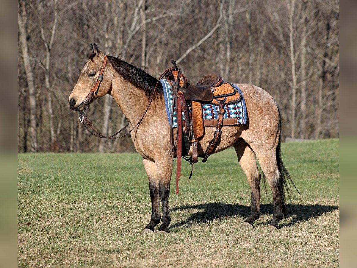 American Quarter Horse Gelding 13 years 14,3 hh Buckskin in Mount Vernon