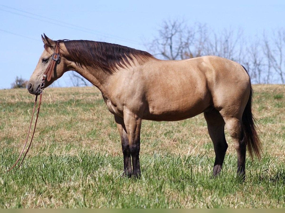 American Quarter Horse Gelding 13 years 14,3 hh Buckskin in Whitley City KY