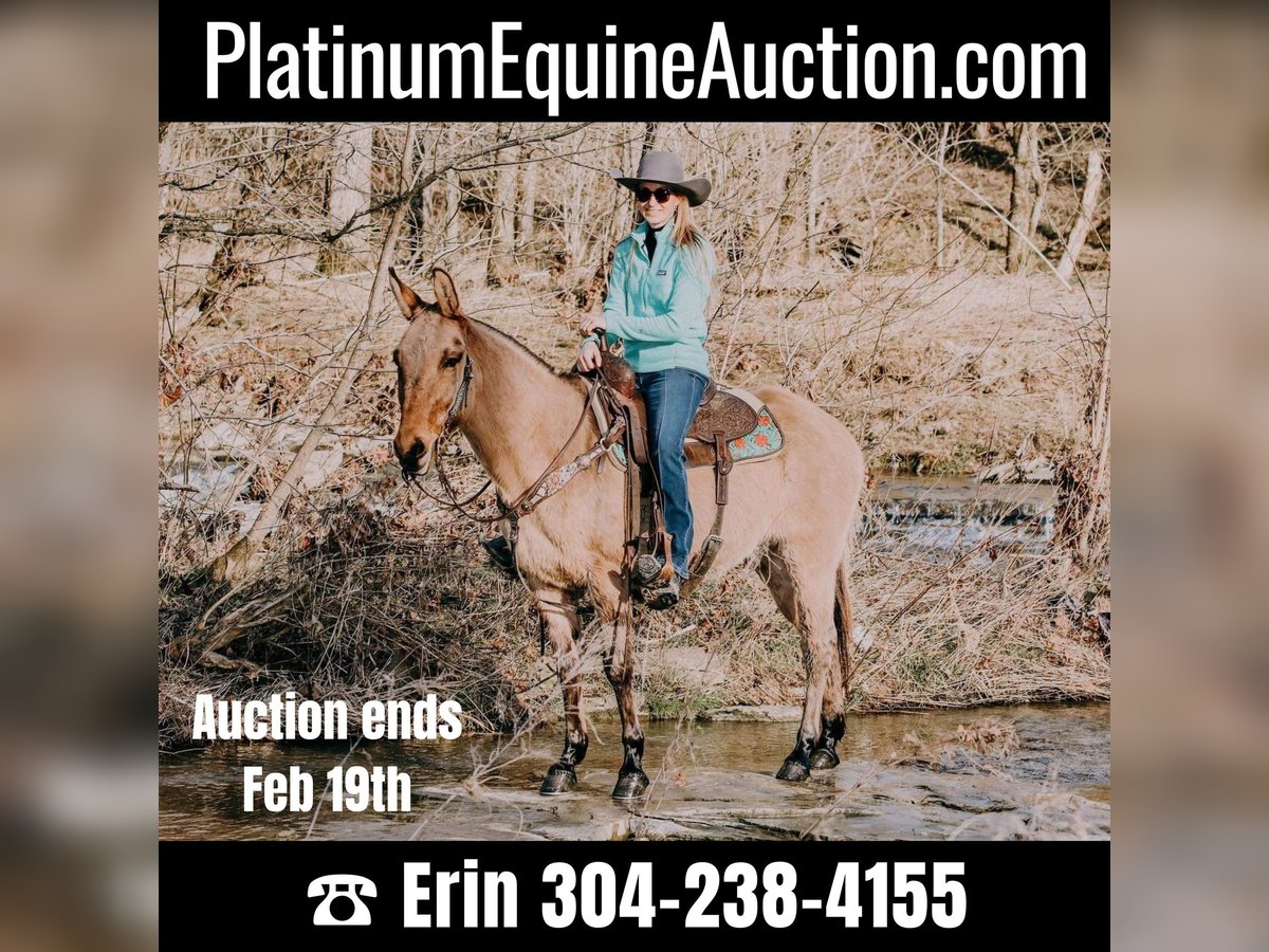 American Quarter Horse Gelding 13 years 14,3 hh Dun in Hillsboro Ky