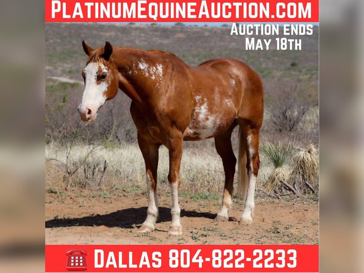 American Quarter Horse Gelding 13 years 14,3 hh Overo-all-colors in Camp Verde AZ