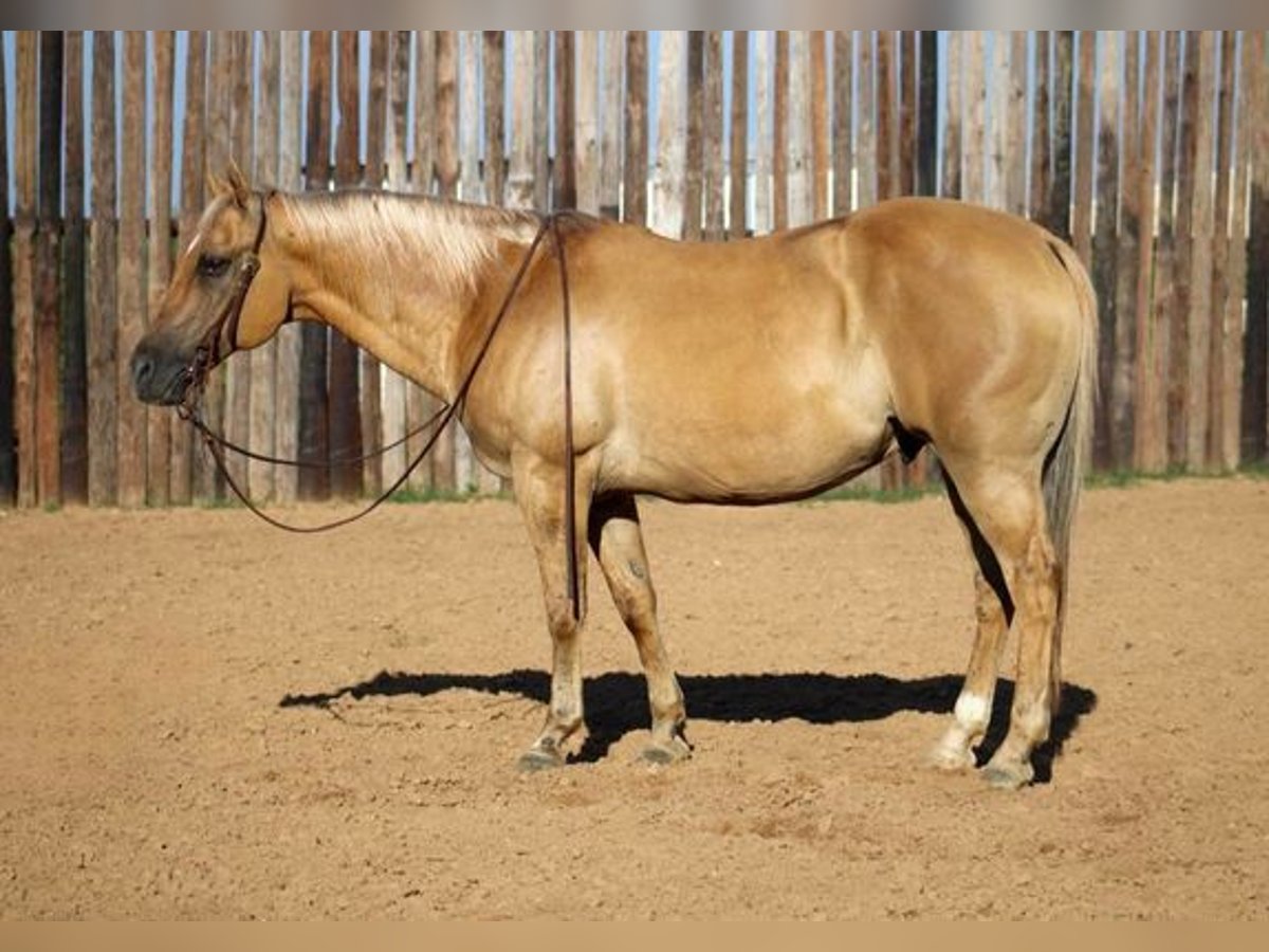 American Quarter Horse Gelding 13 years 14,3 hh Palomino in MOrgan MIll TX