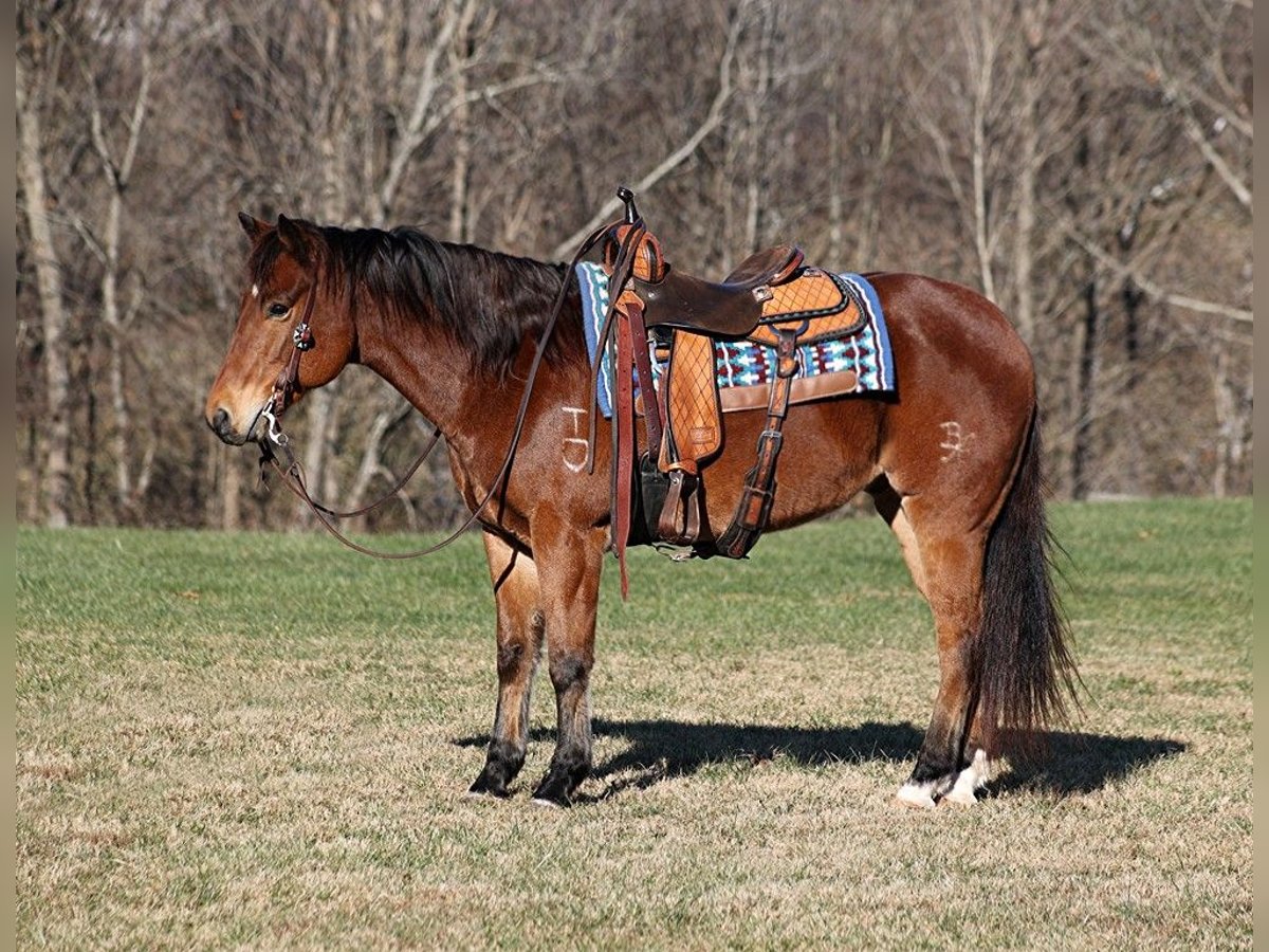 American Quarter Horse Gelding 13 years 14,3 hh Roan-Bay in Mount Vernon