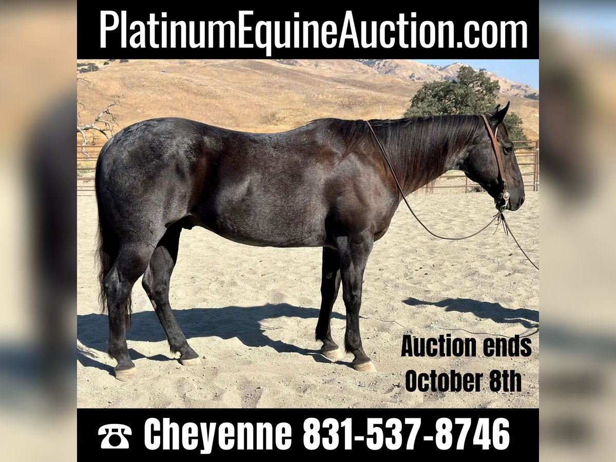 American Quarter Horse Gelding 13 years 14,3 hh Roan-Blue in Bitterwater CA