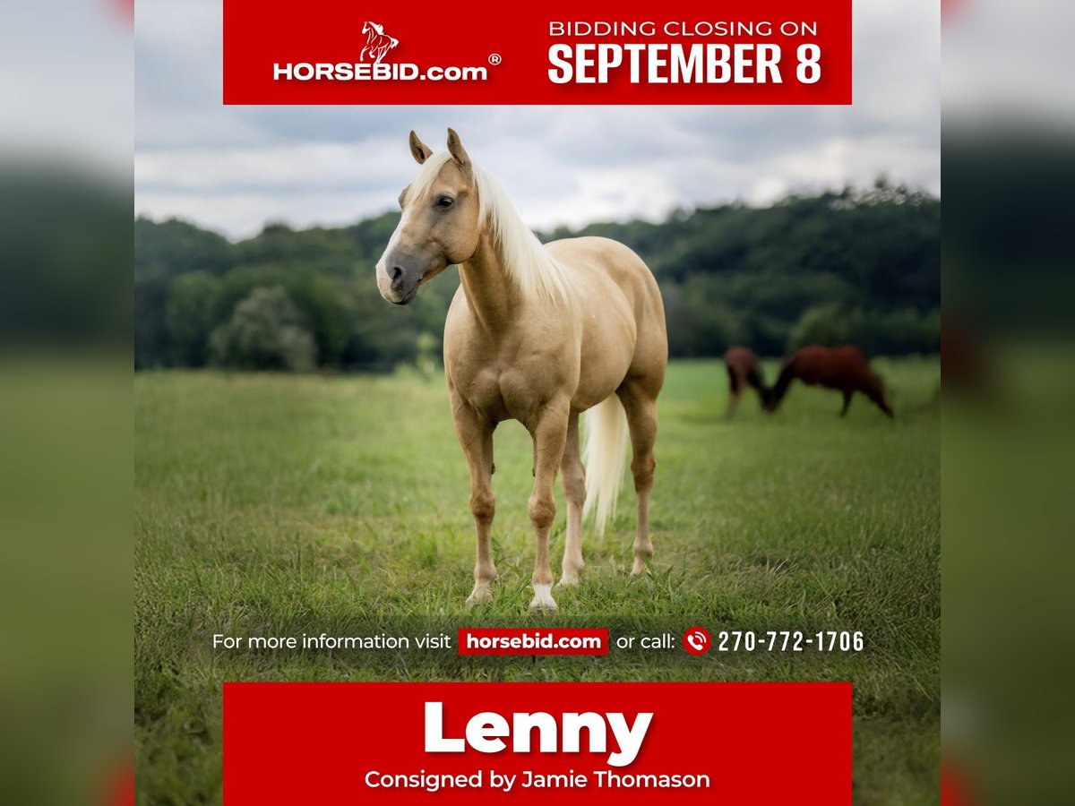 American Quarter Horse Gelding 13 years 14,1 hh in Auburn
