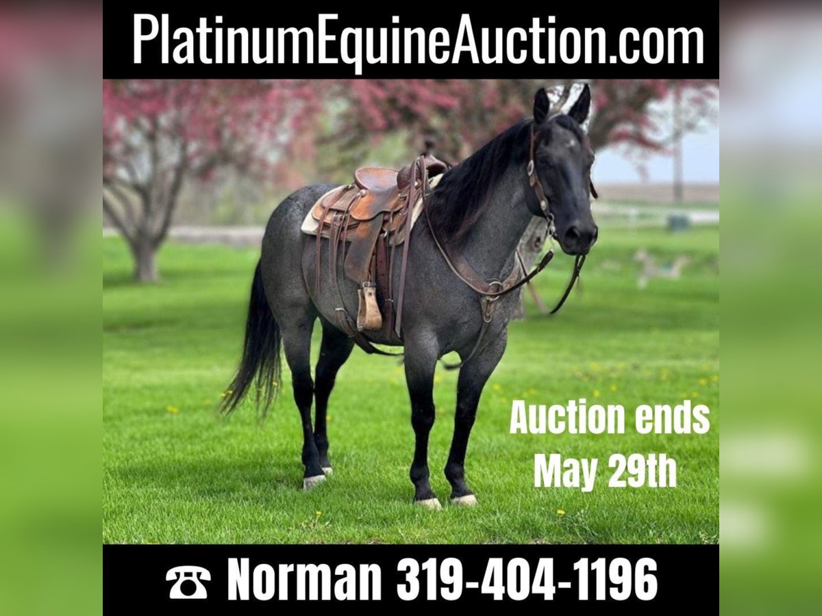 American Quarter Horse Gelding 13 years 14,2 hh Roan-Blue in Zearing, IA