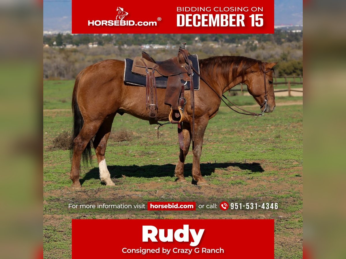 American Quarter Horse Gelding 13 years 14,3 hh Dun in Norco