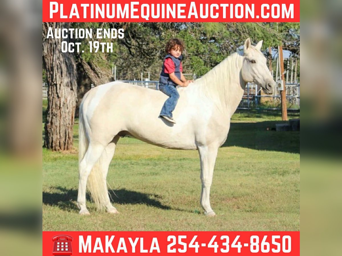 American Quarter Horse Gelding 13 years 14,3 hh Palomino in Stephenville, TX