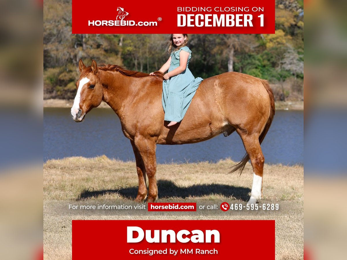 American Quarter Horse Gelding 13 years 14,3 hh Red Dun in Forney