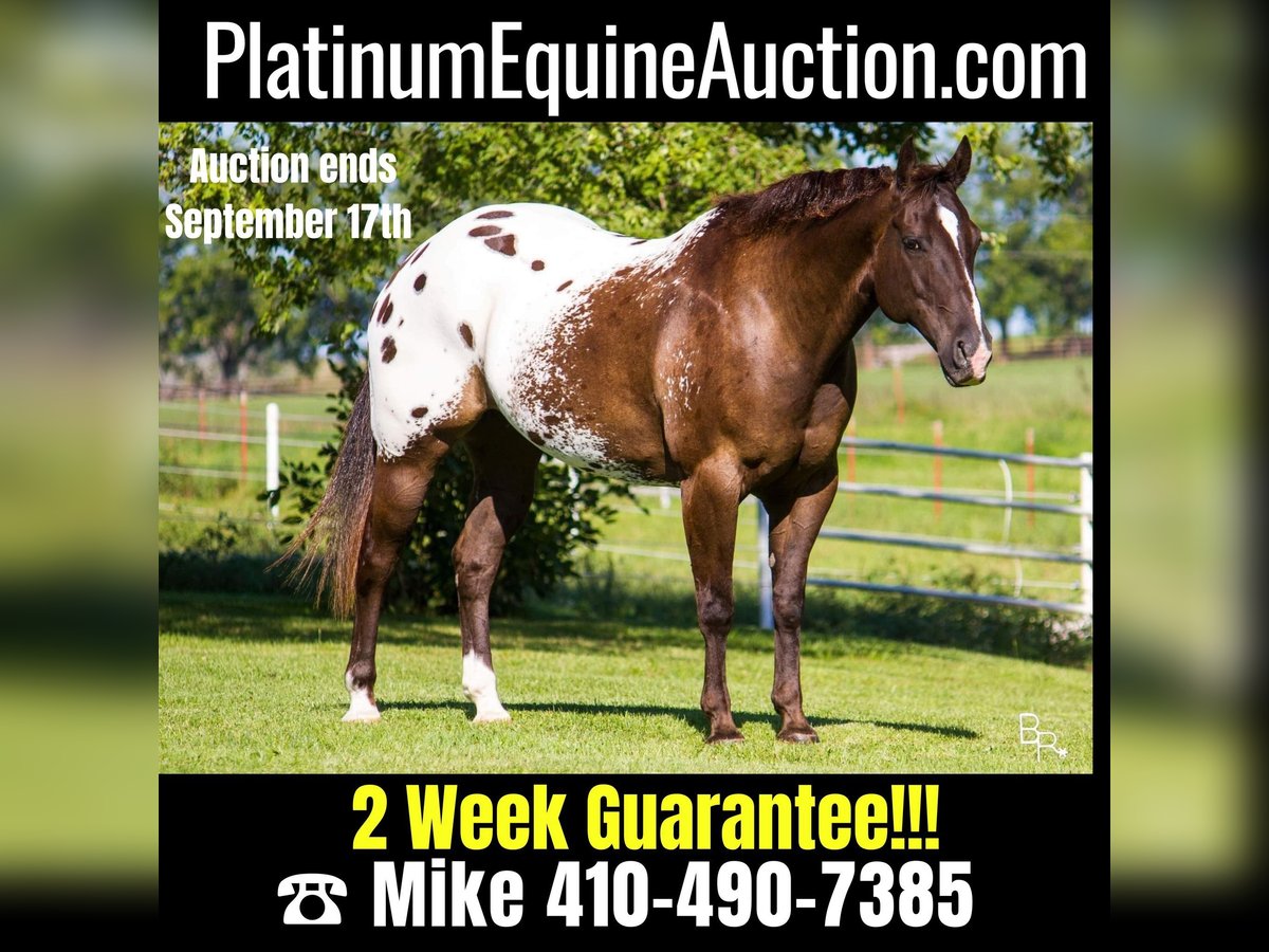 American Quarter Horse Gelding 13 years 15,1 hh Bay in Mountain Grove MO