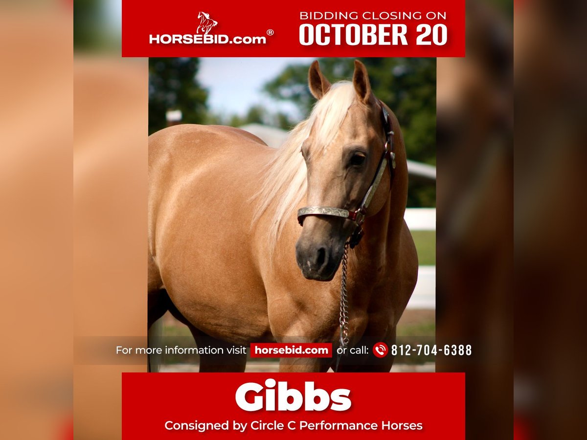 American Quarter Horse Gelding 13 years 15,1 hh Palomino in Borden