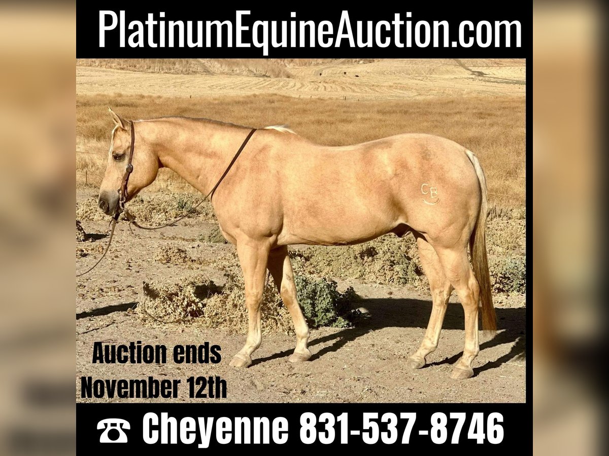 American Quarter Horse Gelding 13 years 15,1 hh Palomino in Bitterwater CA