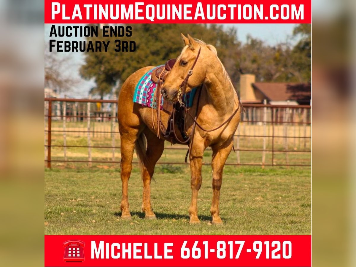 American Quarter Horse Gelding 13 years 15,1 hh Palomino in Stephenville TX