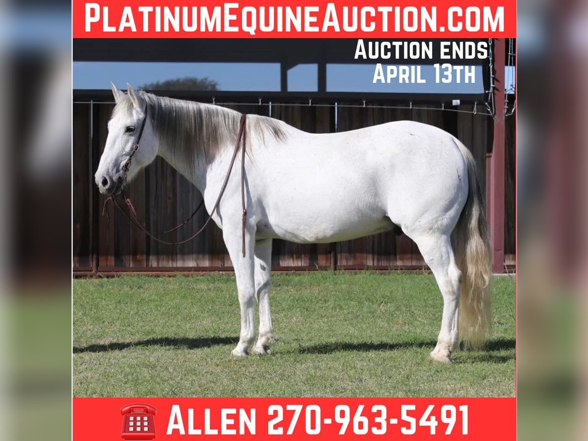 American Quarter Horse Gelding 13 years 15,2 hh Grey in LIpan TX