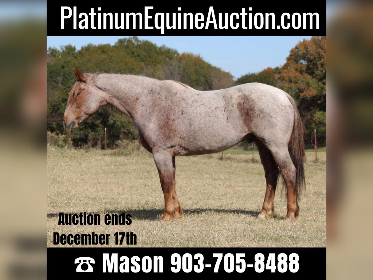 American Quarter Horse Gelding 13 years 15,2 hh Roan-Red in Canton TX
