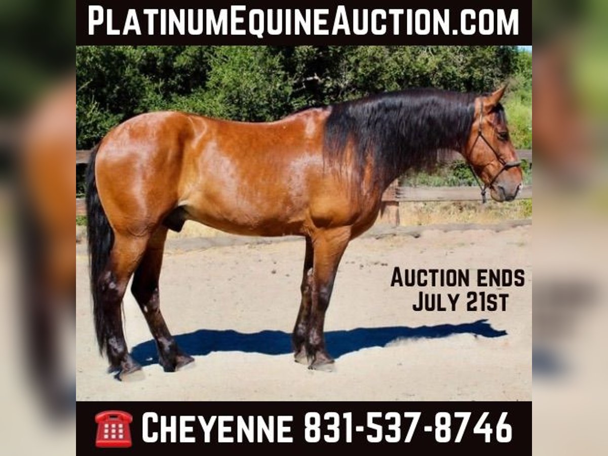 American Quarter Horse Gelding 13 years 15,3 hh Bay in Bitterwater CA