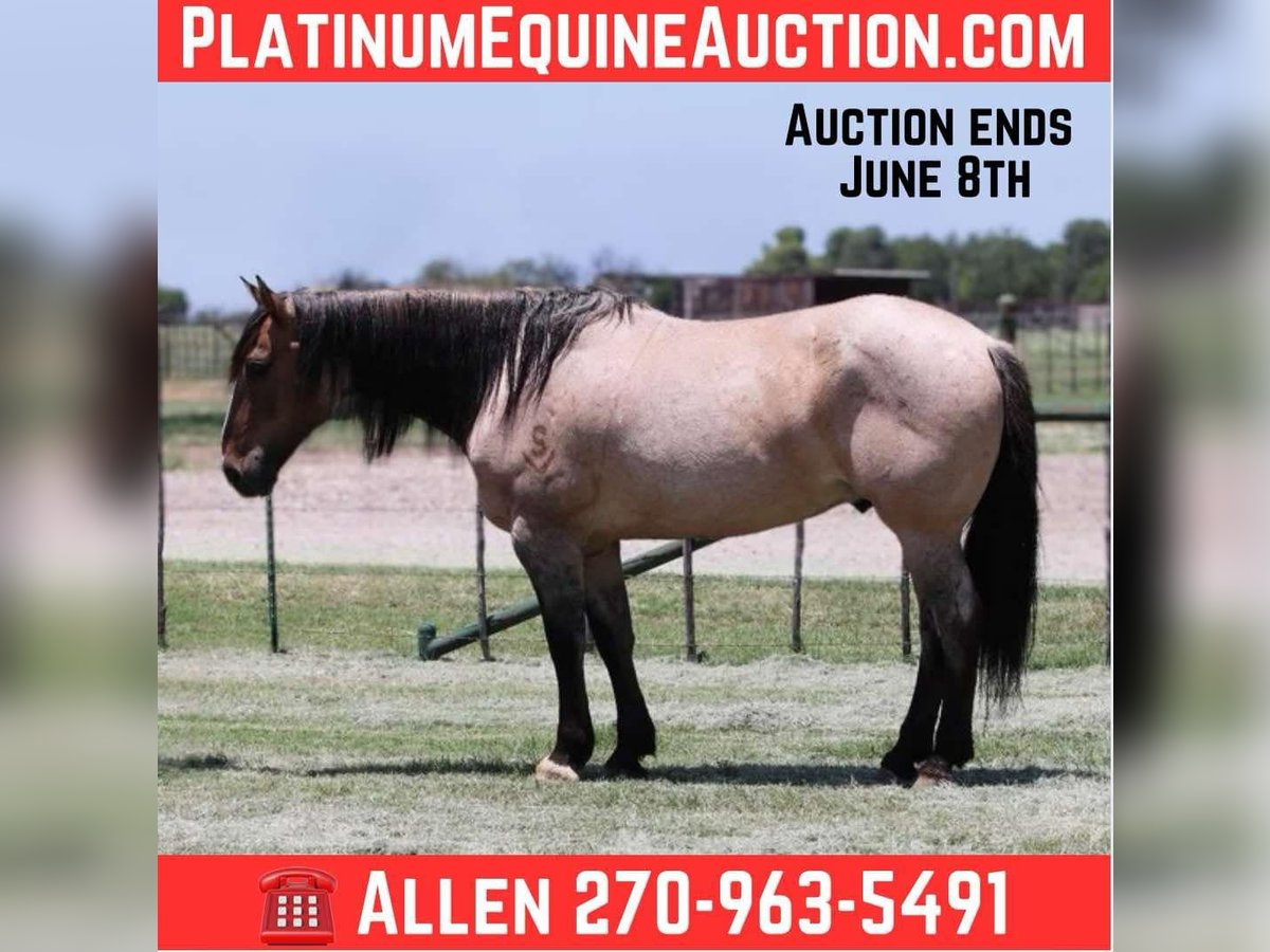 American Quarter Horse Gelding 13 years 15,3 hh Grullo in Lipan TX