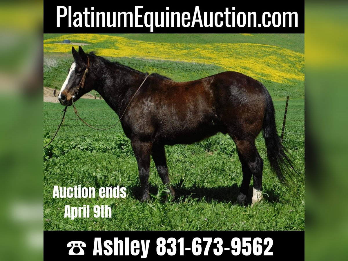 American Quarter Horse Gelding 13 years 15 hh Black in Paicaies CA