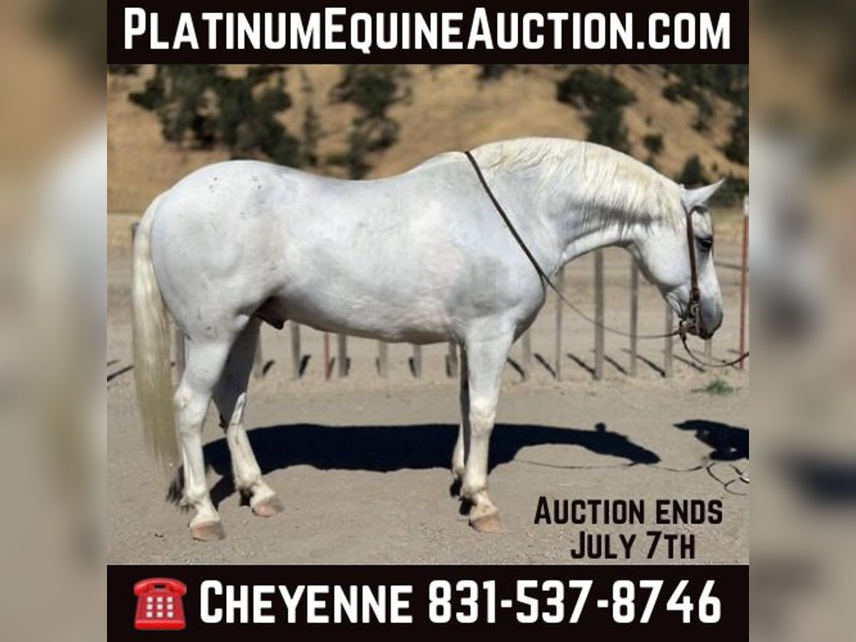 American Quarter Horse Gelding 13 years 15 hh Gray in Bitterwater CA