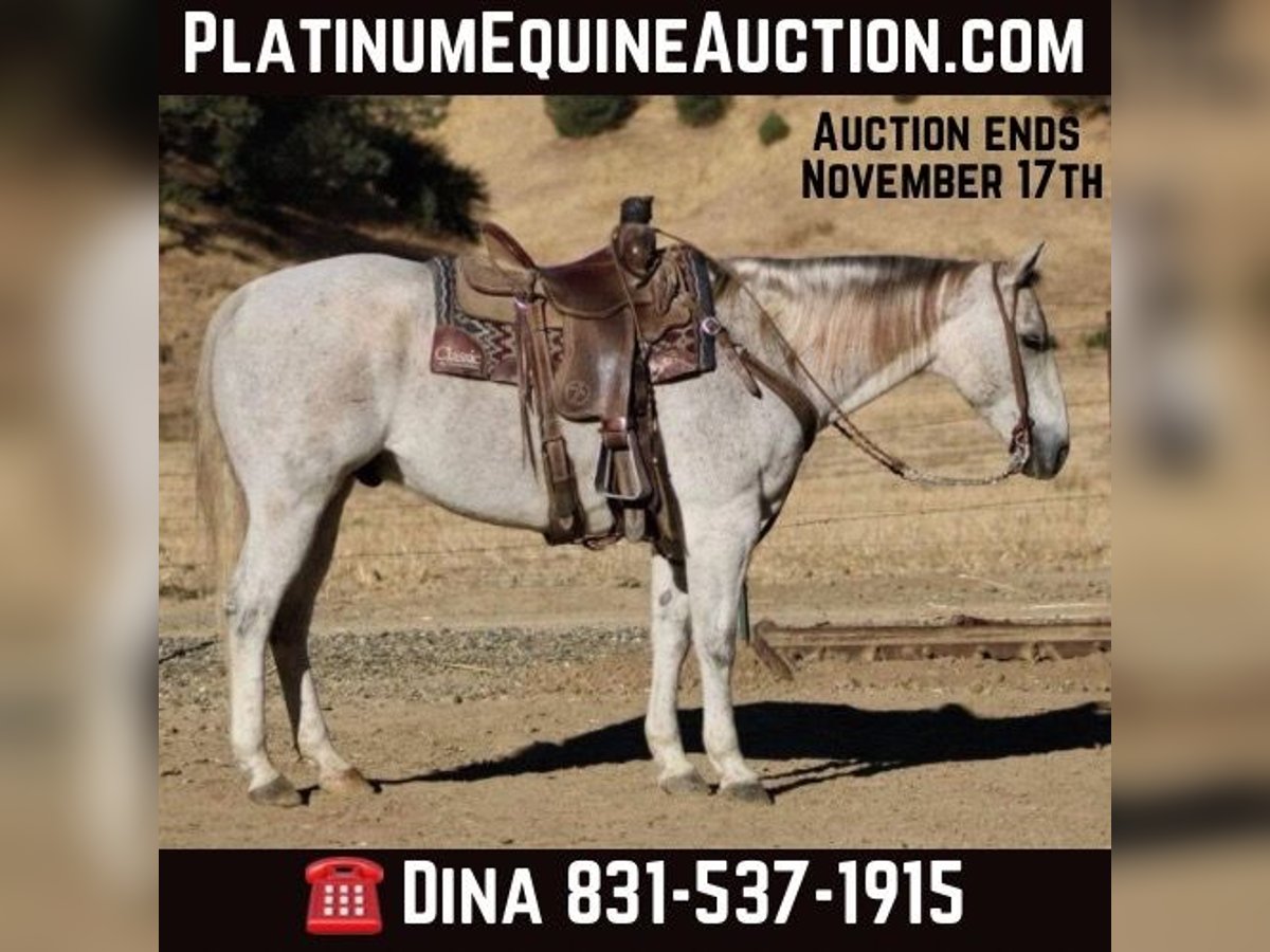 American Quarter Horse Gelding 13 years 15 hh Gray in Paicines CA