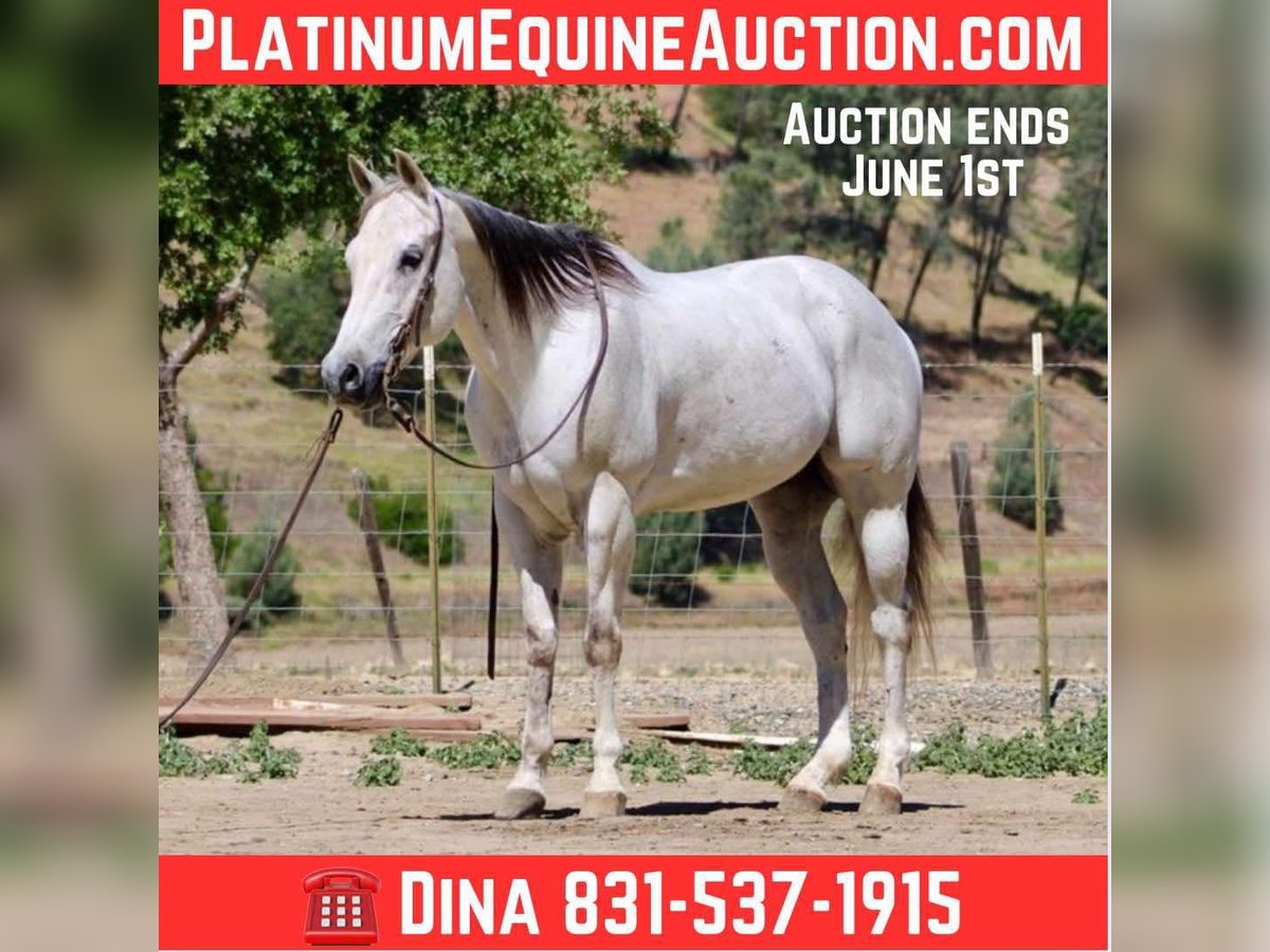 American Quarter Horse Gelding 13 years 15 hh Gray in Paicines CA