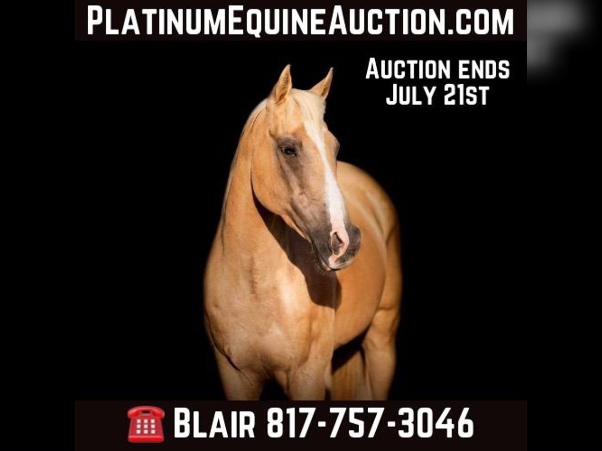 American Quarter Horse Gelding 13 years 15 hh Palomino in Weatherford tX