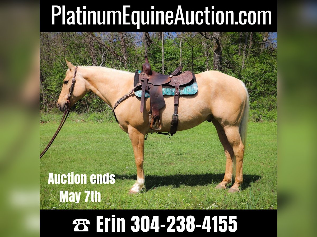 American Quarter Horse Gelding 13 years 15,1 hh Palomino in Hillsboro KY