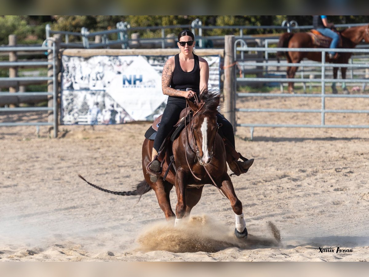American Quarter Horse Gelding 13 years Brown in Castellbell I El Vilar