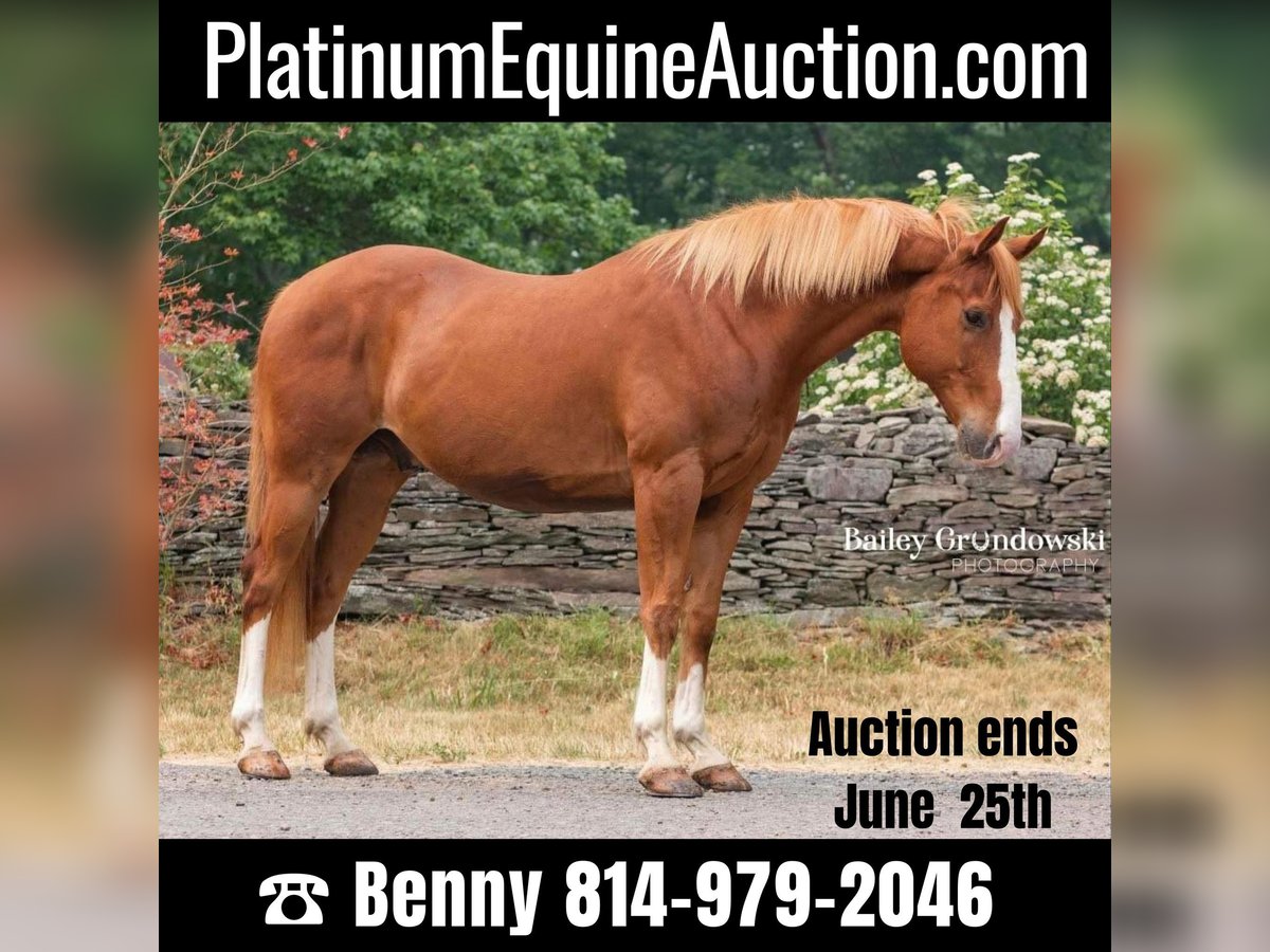 American Quarter Horse Gelding 13 years Chestnut in Everett PA