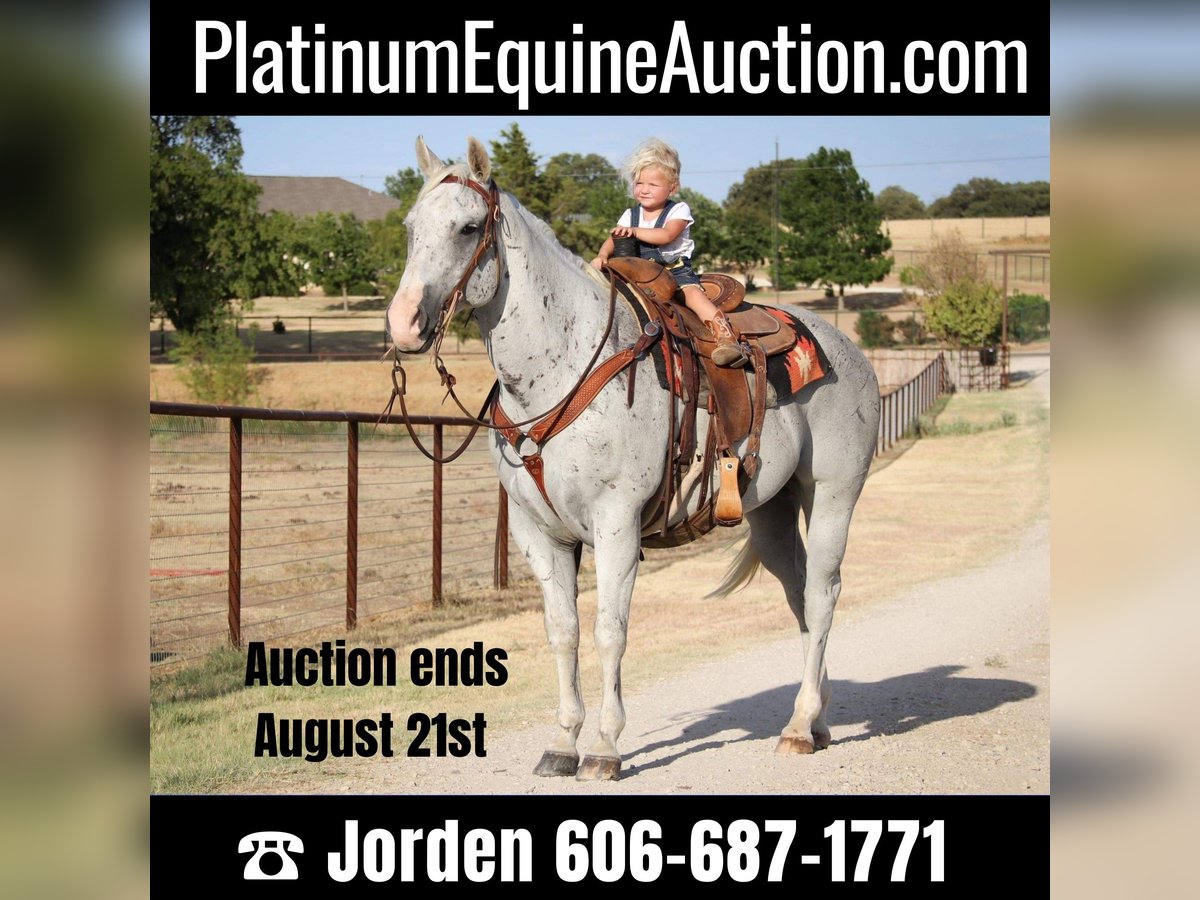 American Quarter Horse Gelding 13 years Gray in cleburne TX