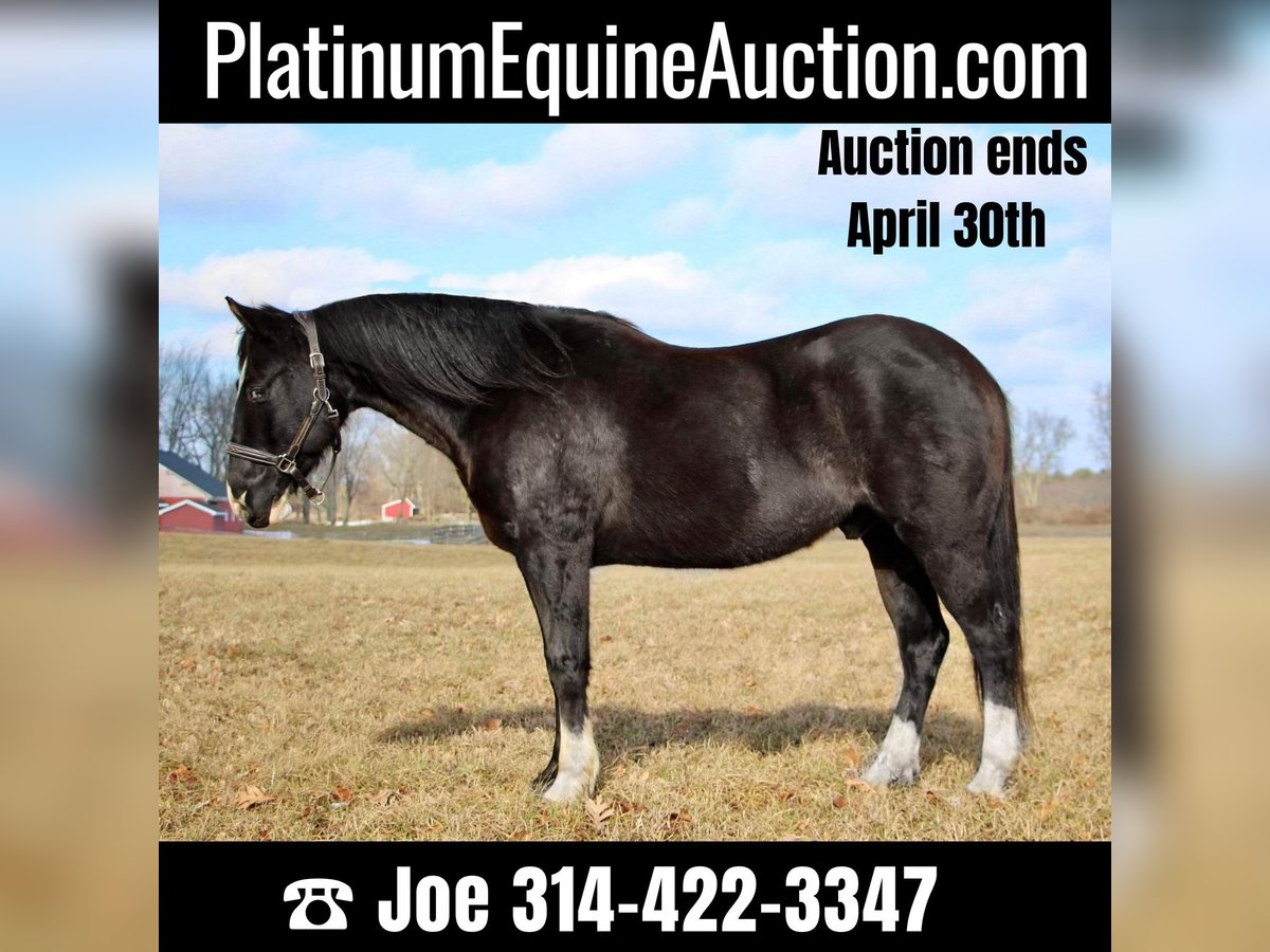 American Quarter Horse Gelding 14 years 14,2 hh Black in MO