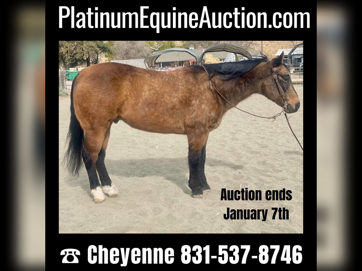 American Quarter Horse Gelding 14 years 14,2 hh Buckskin in Bitterwater CA