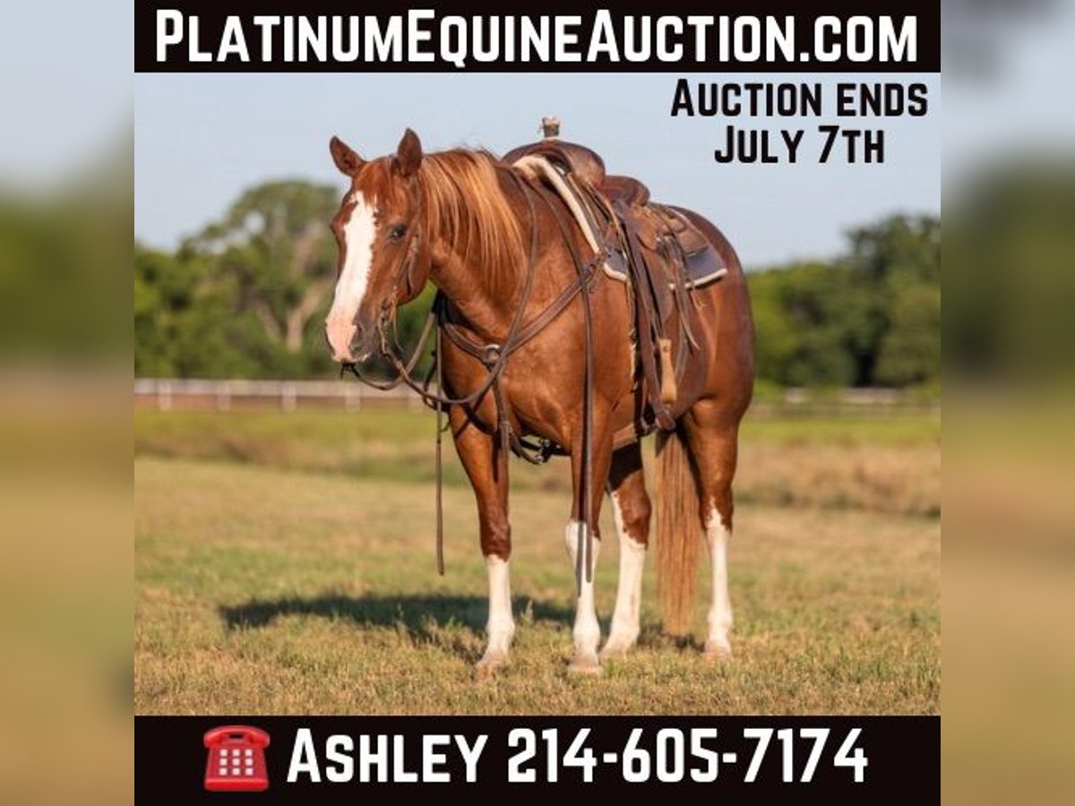 American Quarter Horse Gelding 14 years 14,2 hh Chestnut in Weatherford TX