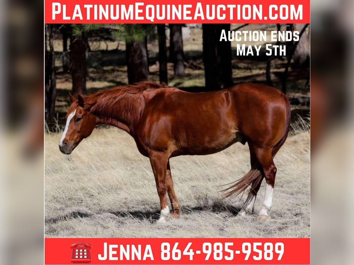 American Quarter Horse Gelding 14 years 14,3 hh Chestnut in Cottonwood AZ