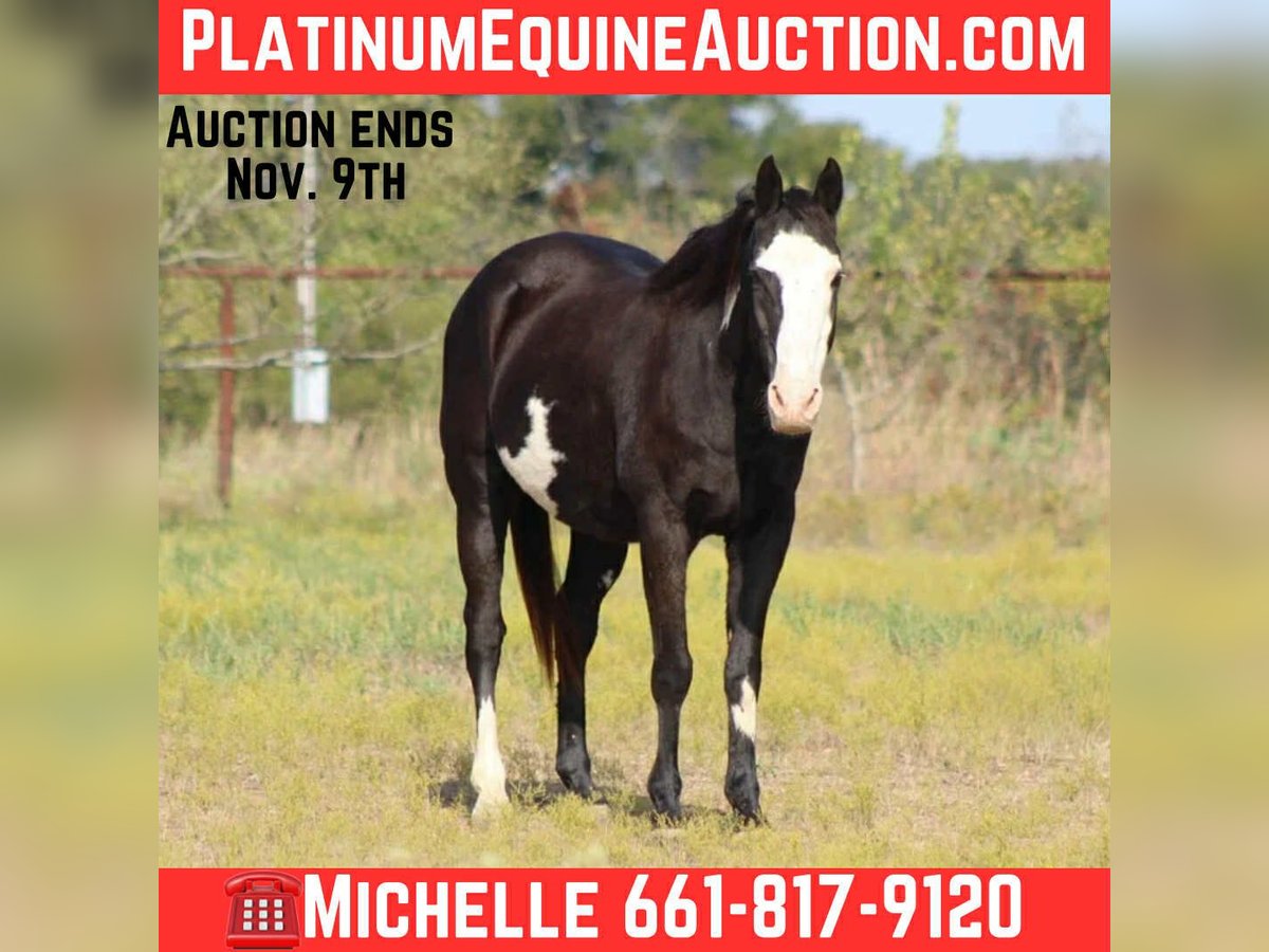 American Quarter Horse Gelding 14 years 14,3 hh Overo-all-colors in Stephenville TX