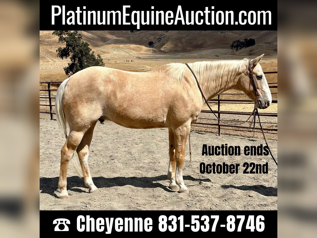 American Quarter Horse Gelding 14 years 14,3 hh Palomino in Bitterwater CA