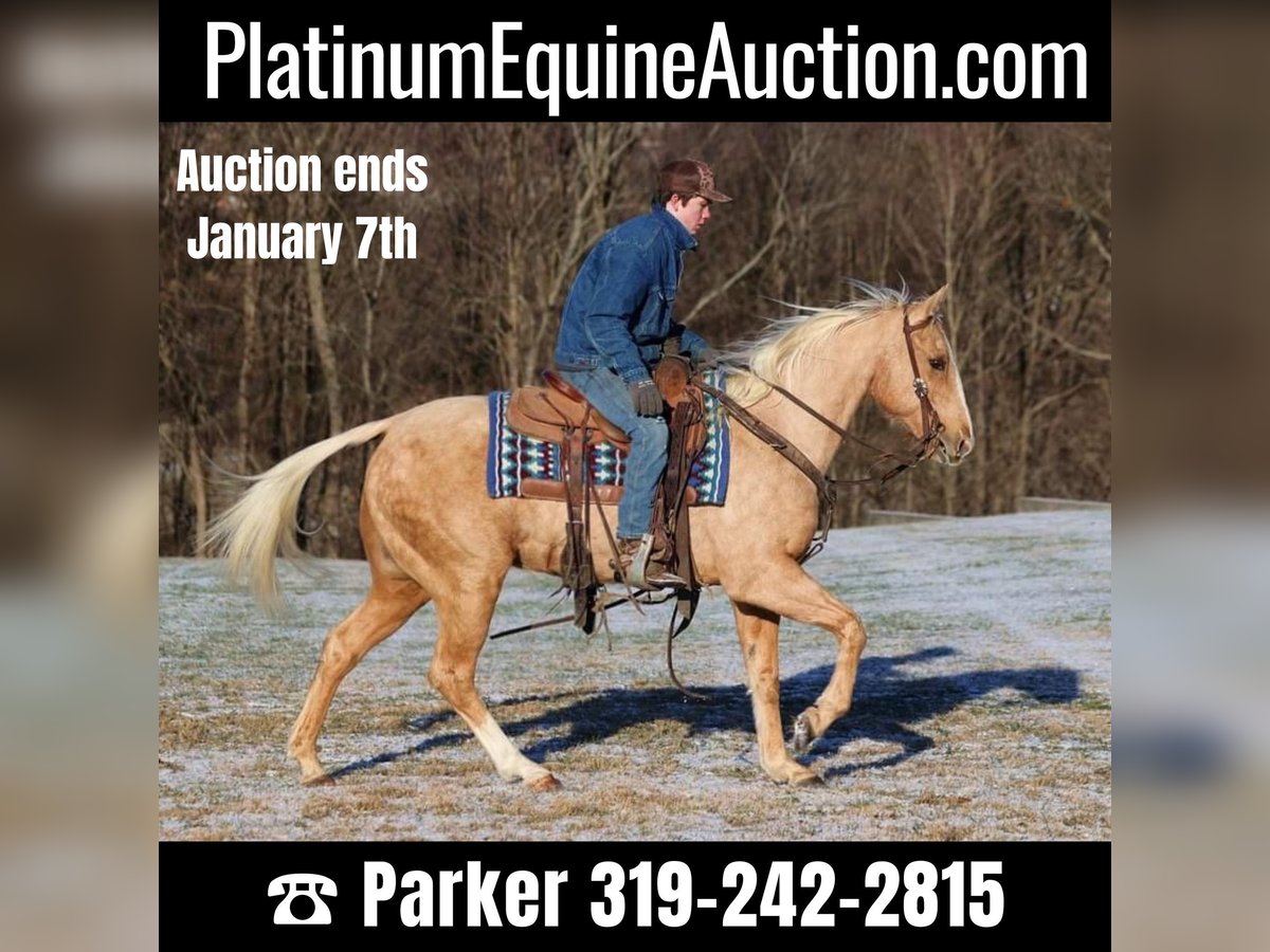 American Quarter Horse Gelding 14 years 14,3 hh Palomino in Somerset KY