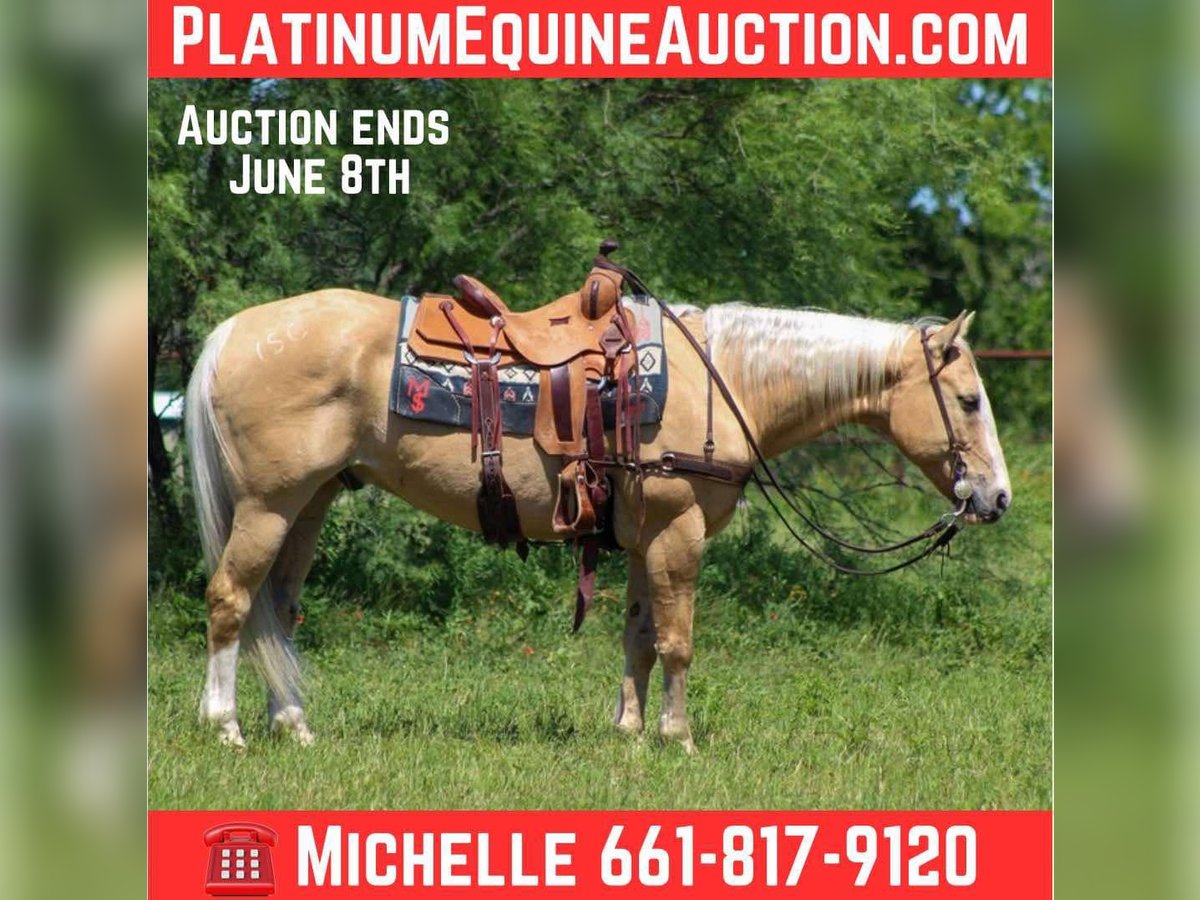 American Quarter Horse Gelding 14 years 14,3 hh Palomino in Stephenville TX