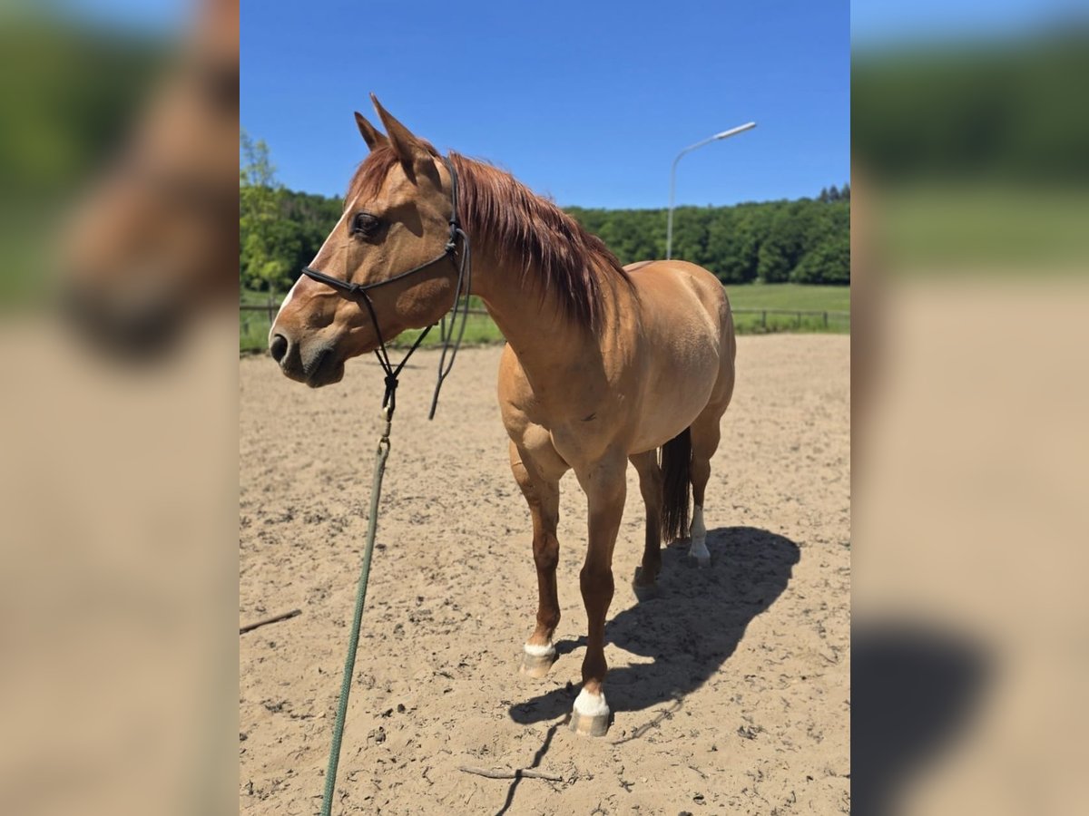 American Quarter Horse Gelding 14 years 14,2 hh Red Dun in Modautal