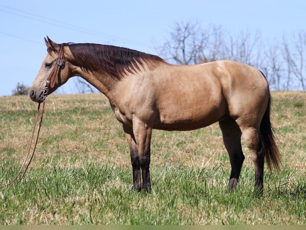 American Quarter Horse Gelding 14 years 14,3 hh Buckskin in Whitley City KY