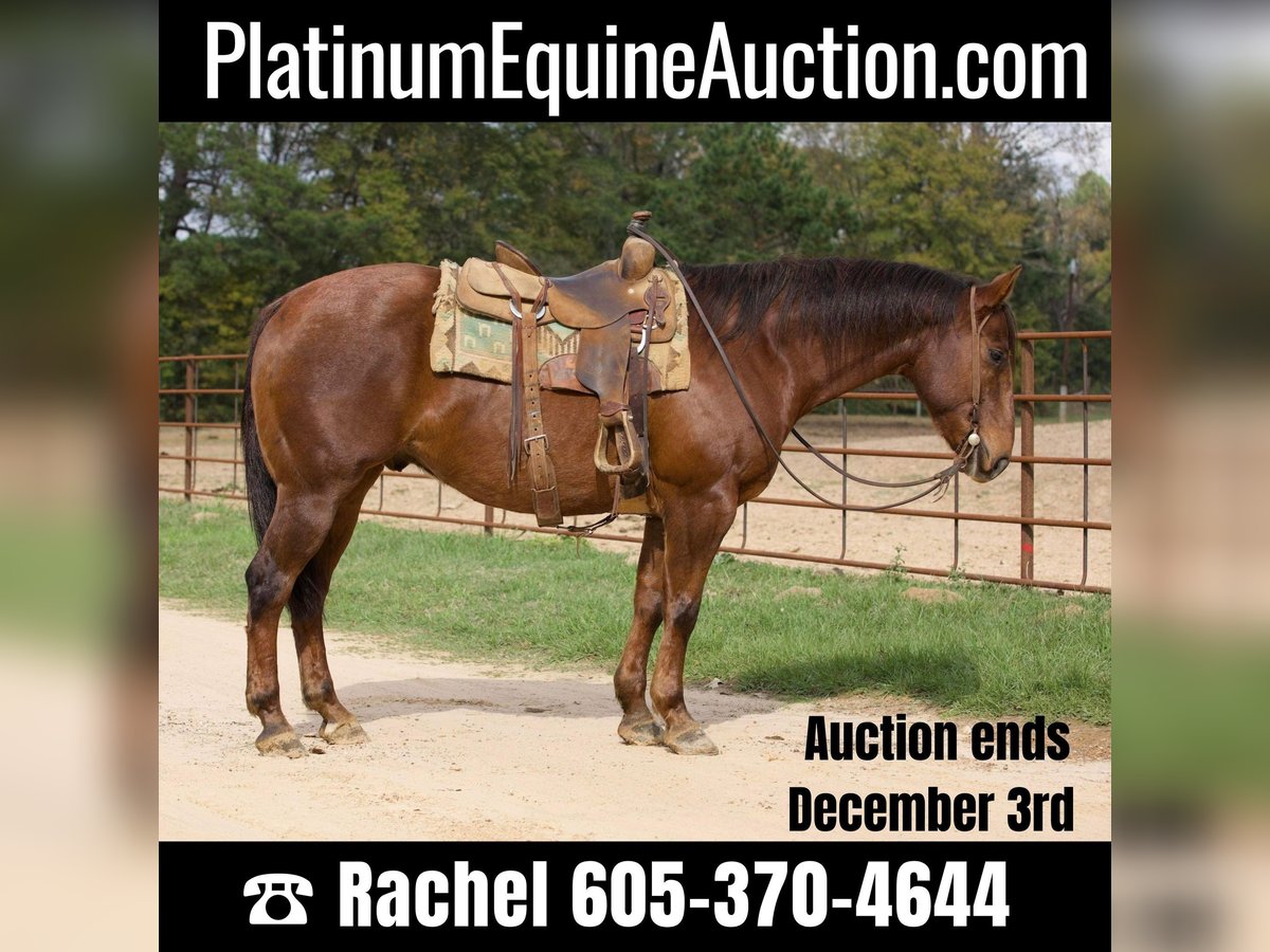 American Quarter Horse Gelding 14 years 15,1 hh Chestnut in Rusk Tx