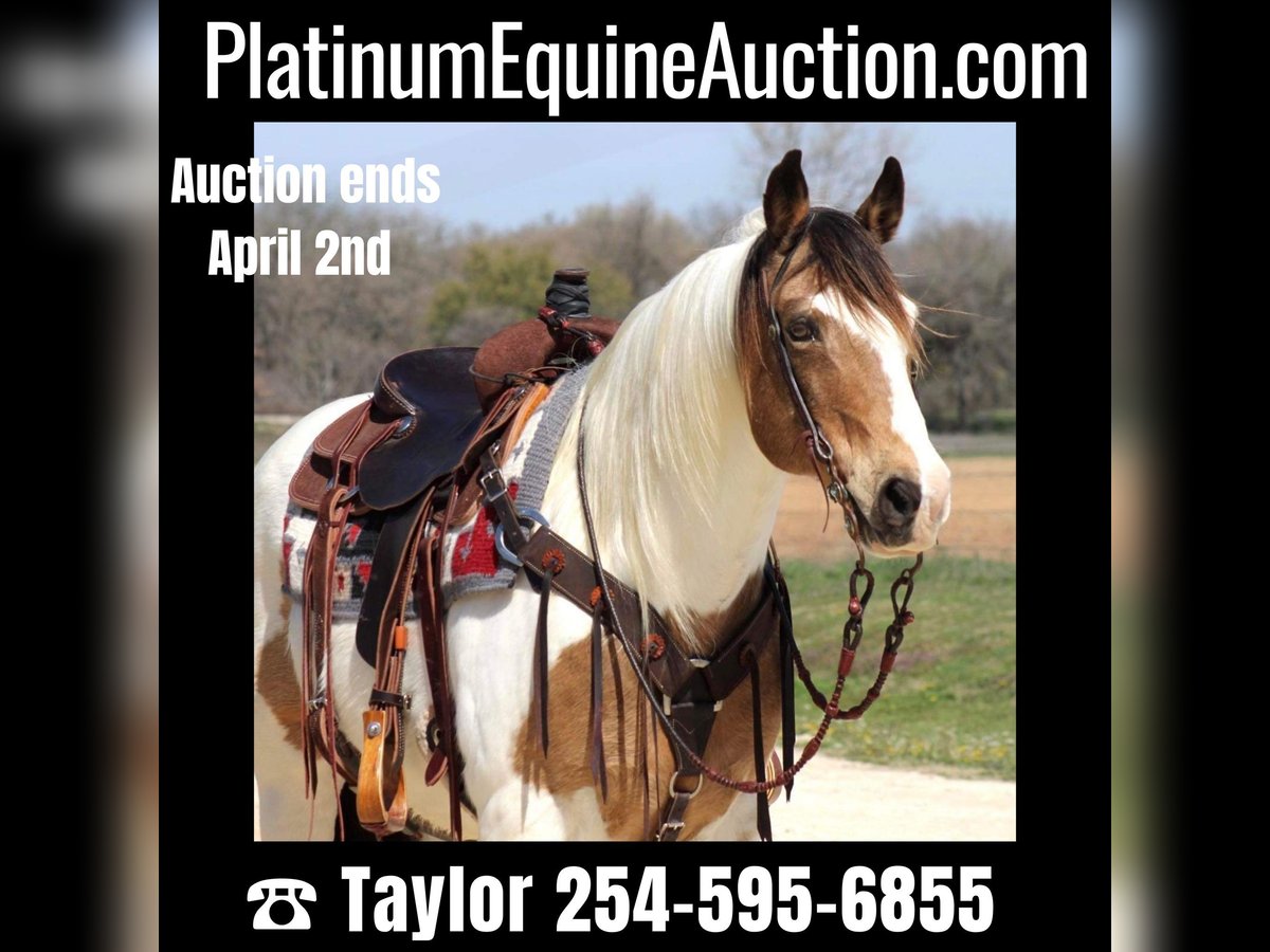 American Quarter Horse Gelding 14 years 15,1 hh Tobiano-all-colors in Morgan Mill TX