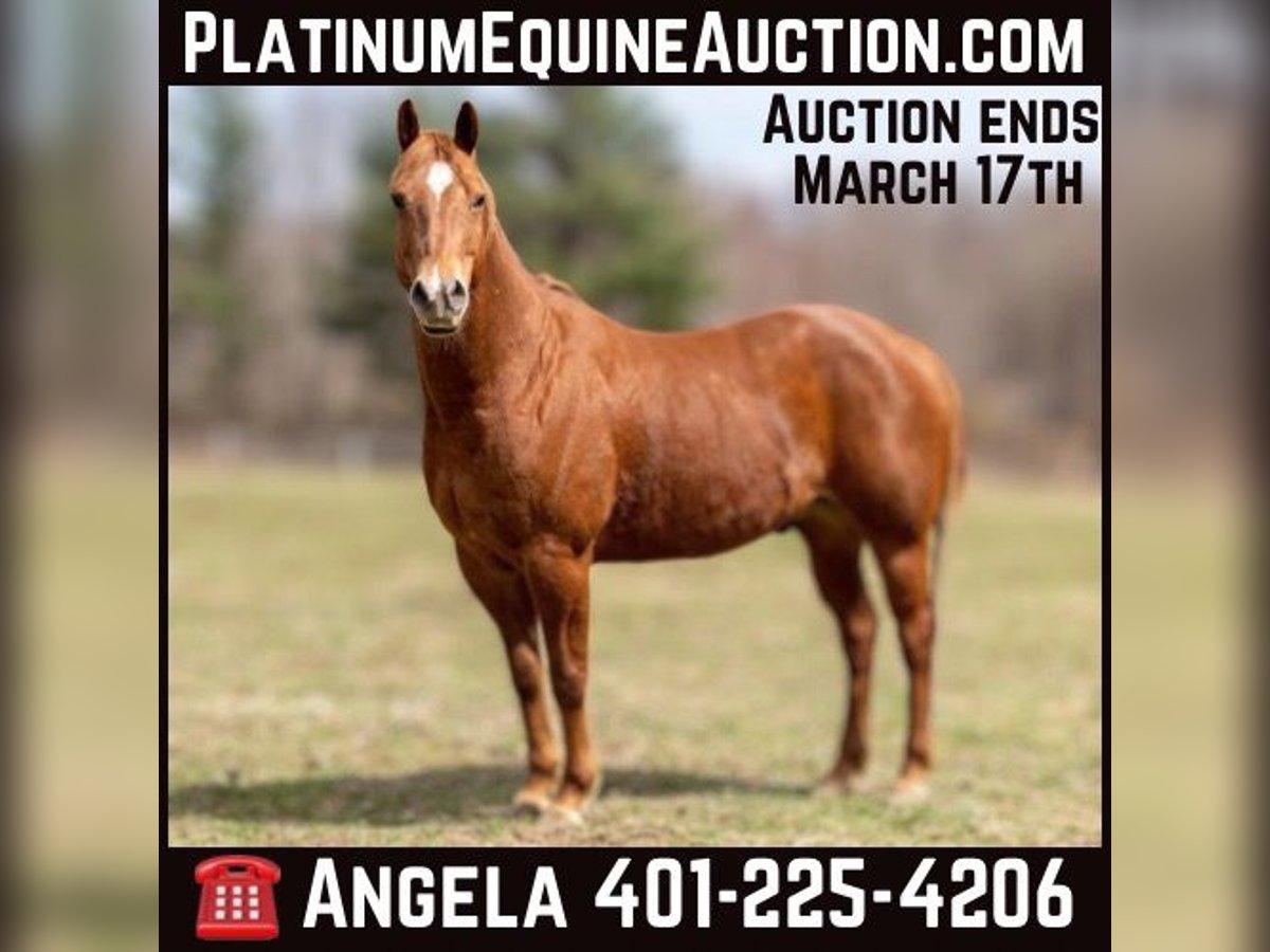 American Quarter Horse Gelding 14 years 15,2 hh Chestnut in Cranston RI