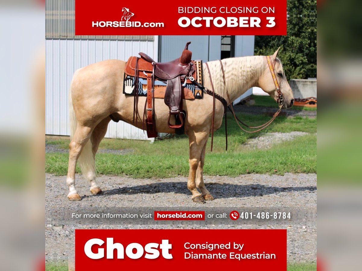 American Quarter Horse Gelding 14 years 15,2 hh Palomino in Allentown, NJ