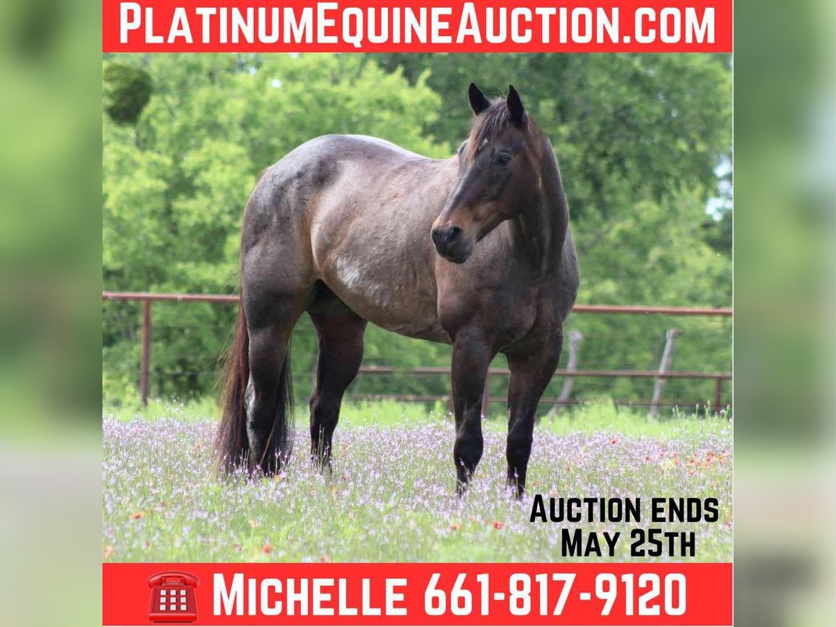 American Quarter Horse Gelding 14 years 15,2 hh Roan-Bay in Stephenville TX