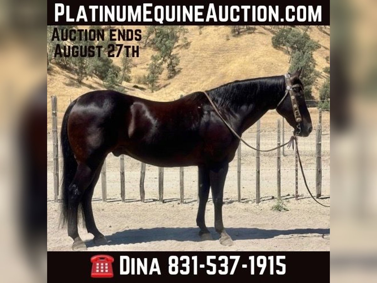 American Quarter Horse Gelding 14 years 15 hh Black in Paicines CA